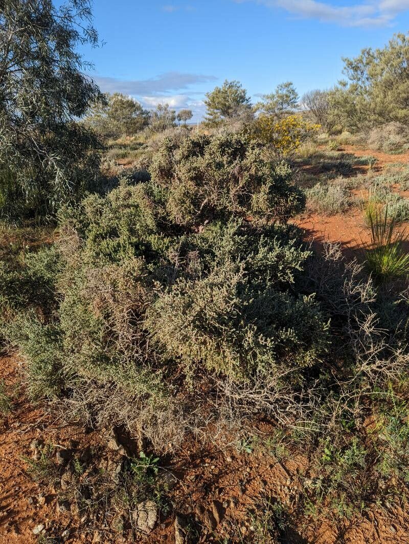 Maireana pyramidata habit