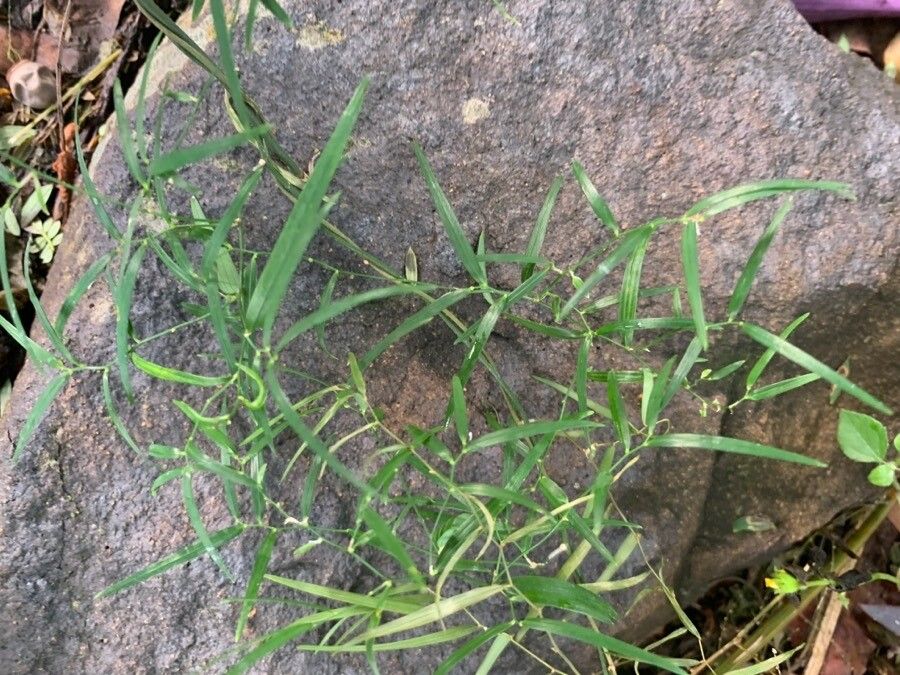 Geitonoplesium cymosum leaf