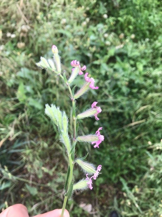 Silene bellidifolia habit
