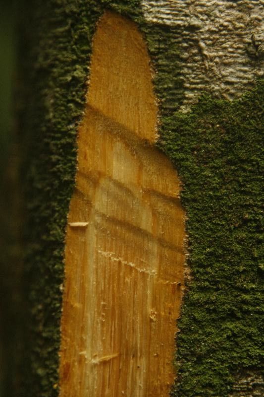 Inga umbellifera other