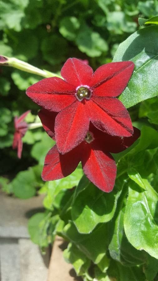 Nicotiana spp. flower