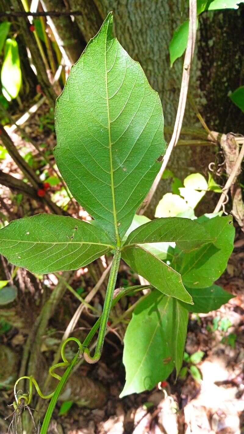 Paullinia alata — related species from the same genus