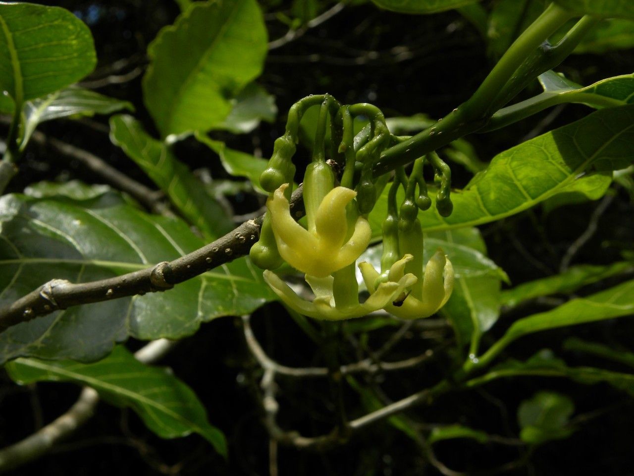 Tabernaemontana mauritiana flower