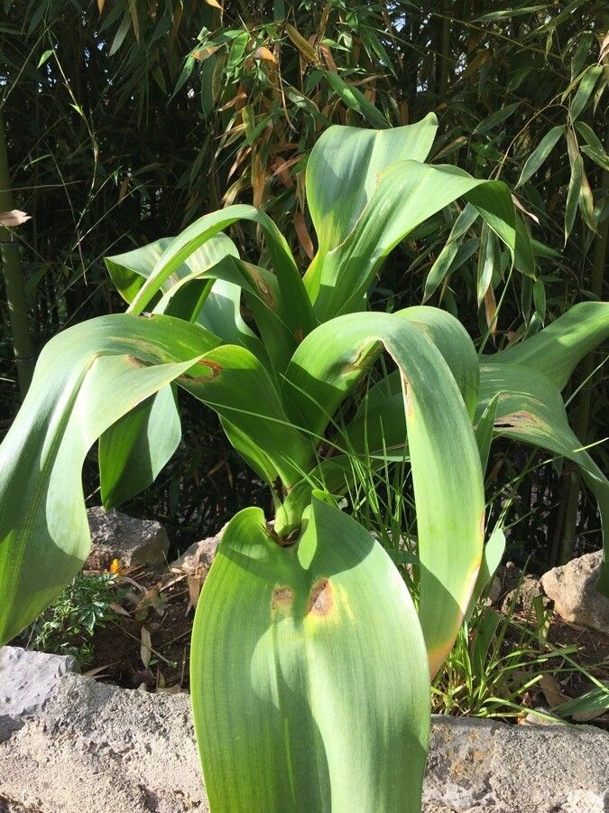 Drimia numidica leaf