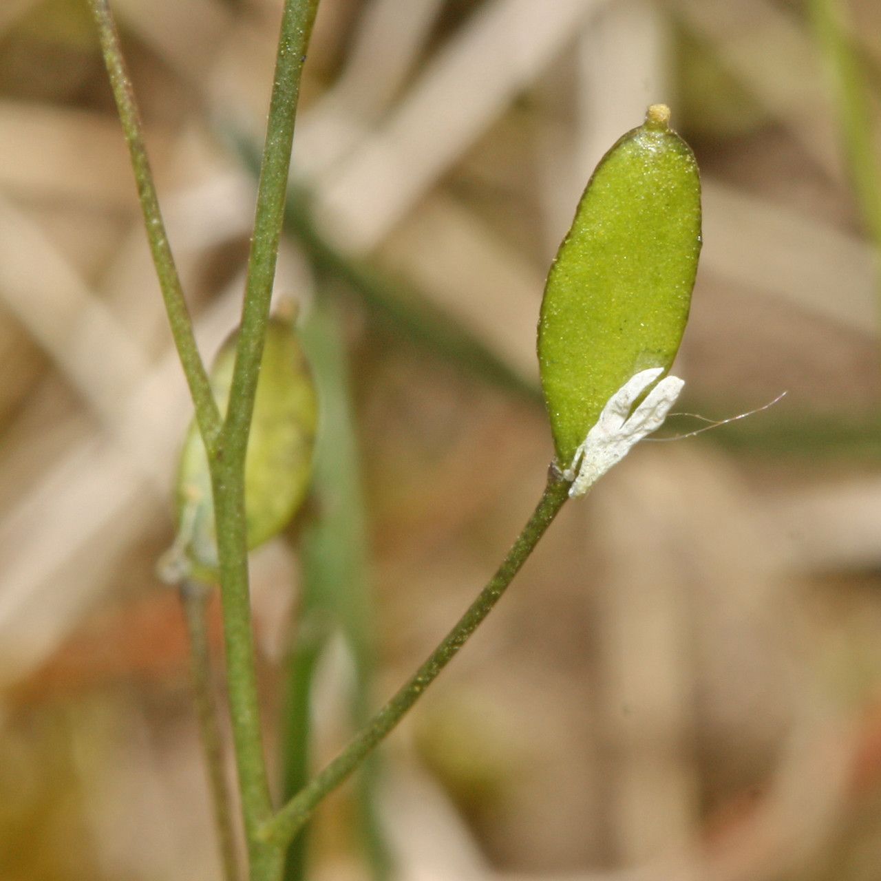 Erophila verna fruit