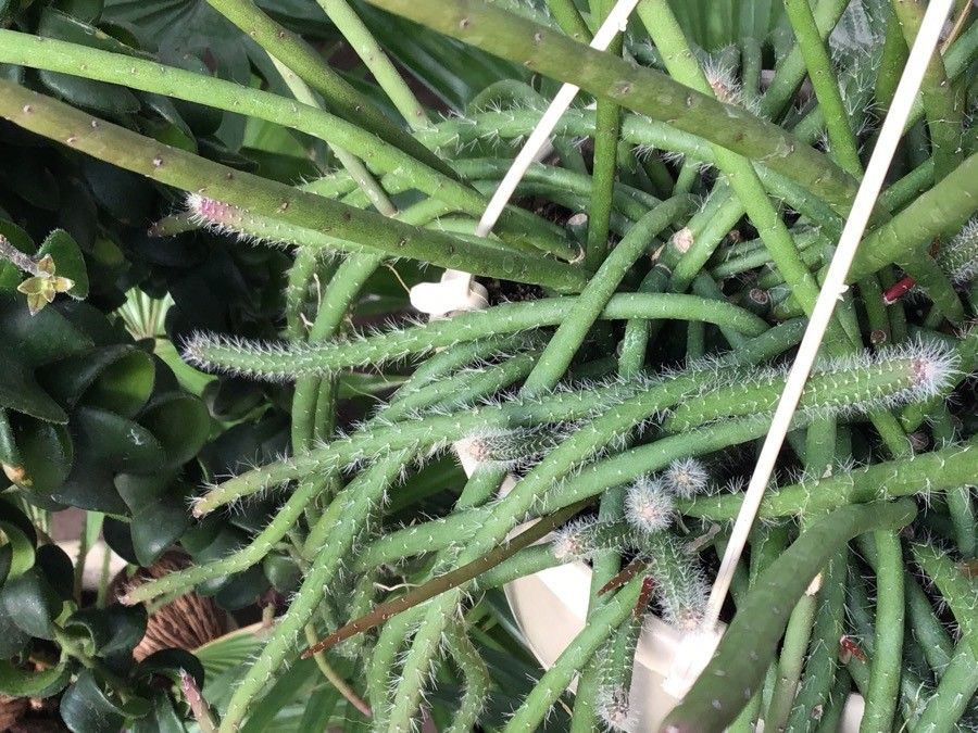 Lepismium lumbricoides — related species from the same genus