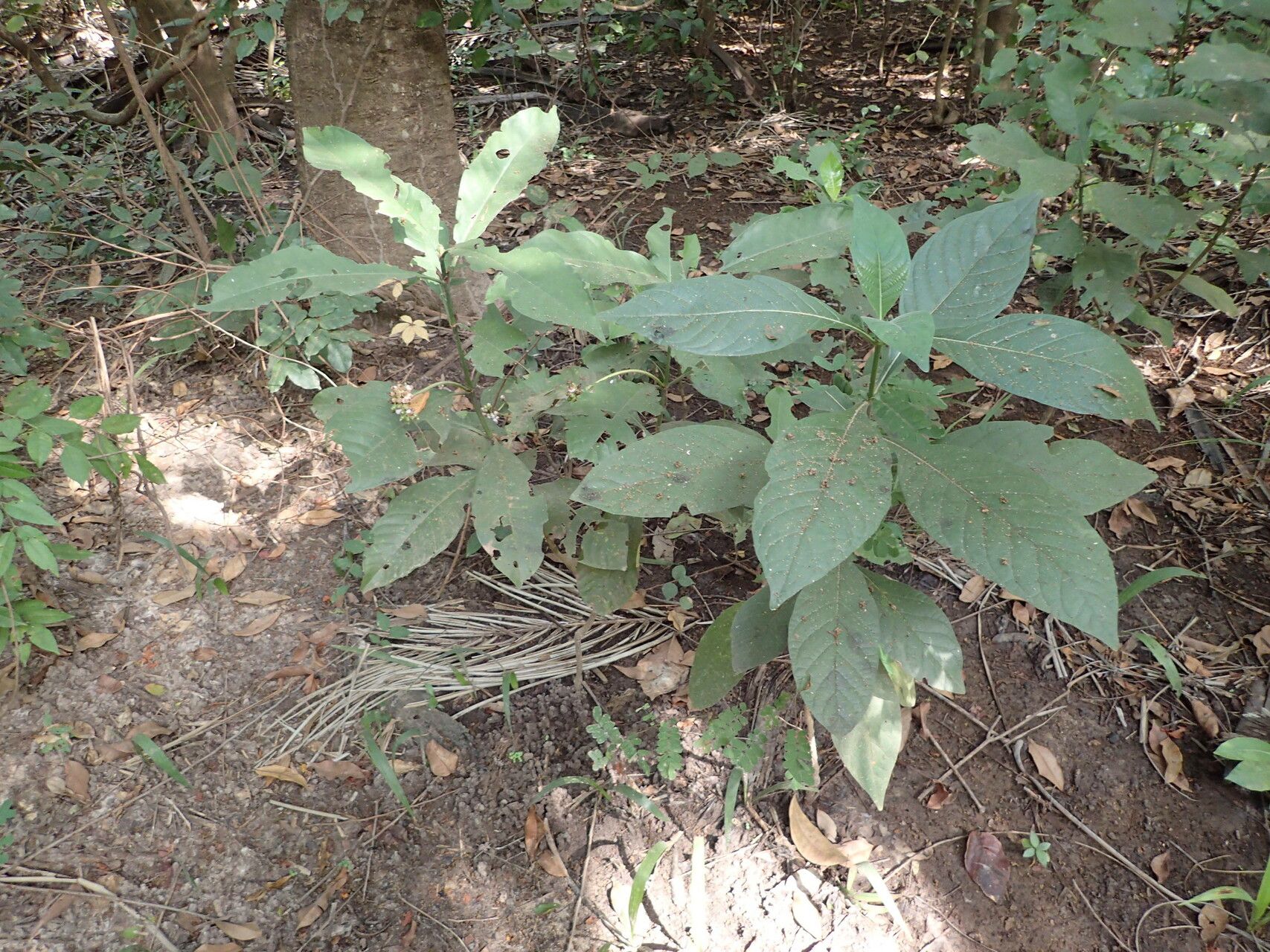 Psychotria vogeliana habit