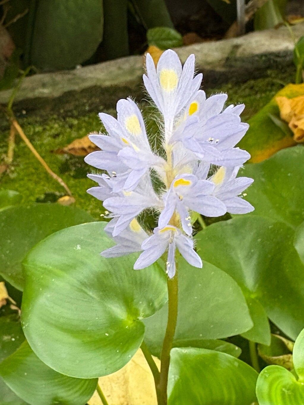 Pontederia rotundifolia flower