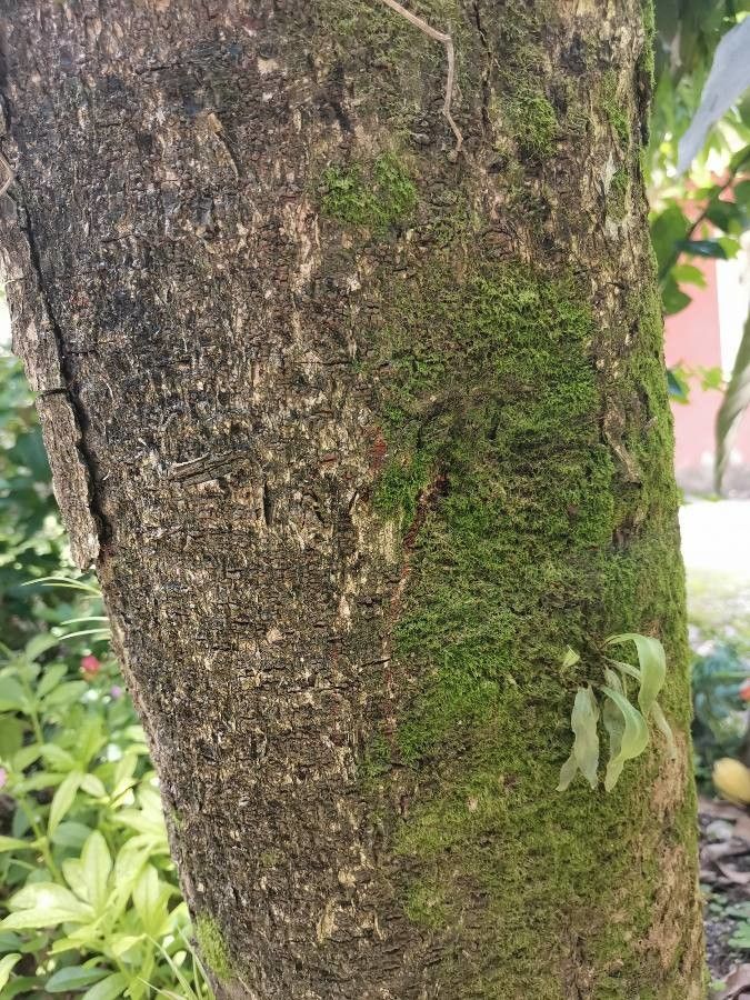 Dovyalis zeyheri — search result for 'Salvadoraceae'