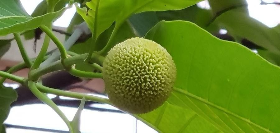 Neolamarckia cadamba fruit