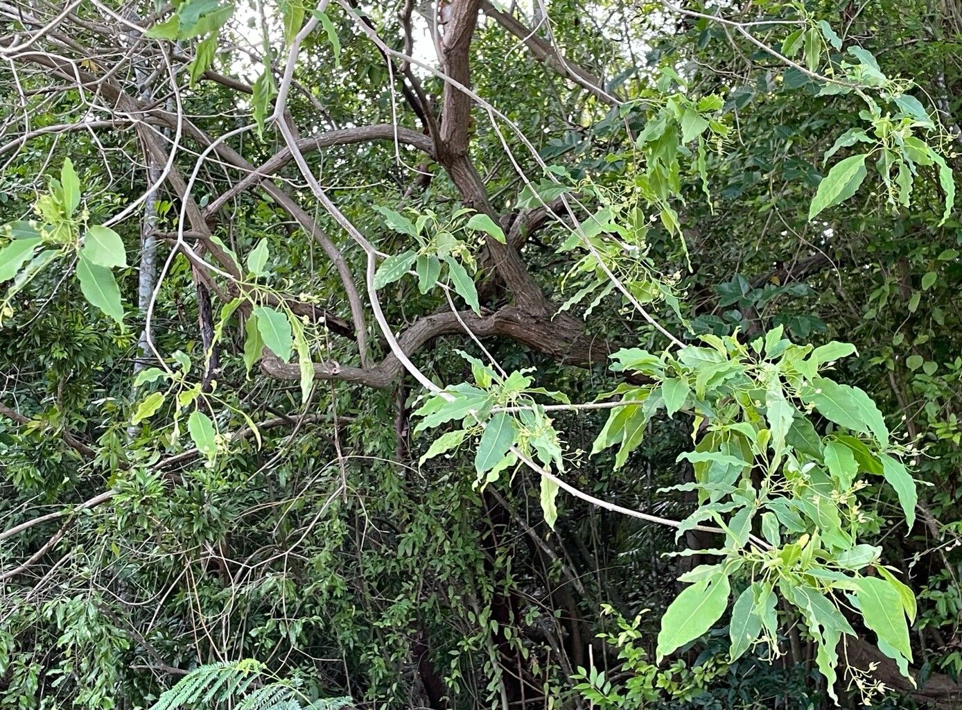 Catalpa longissima habit