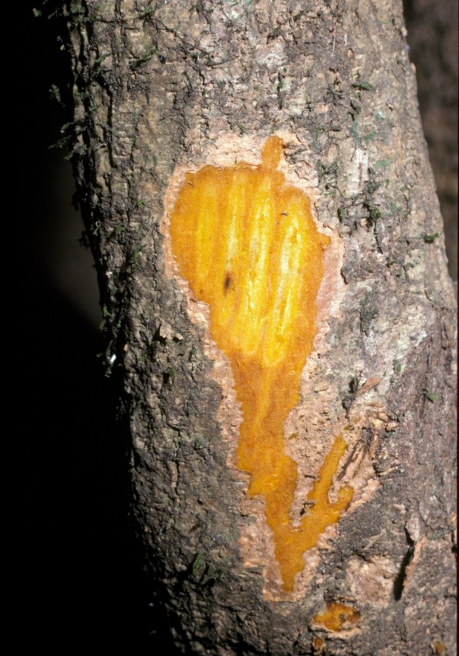 Coscinium fenestratum bark