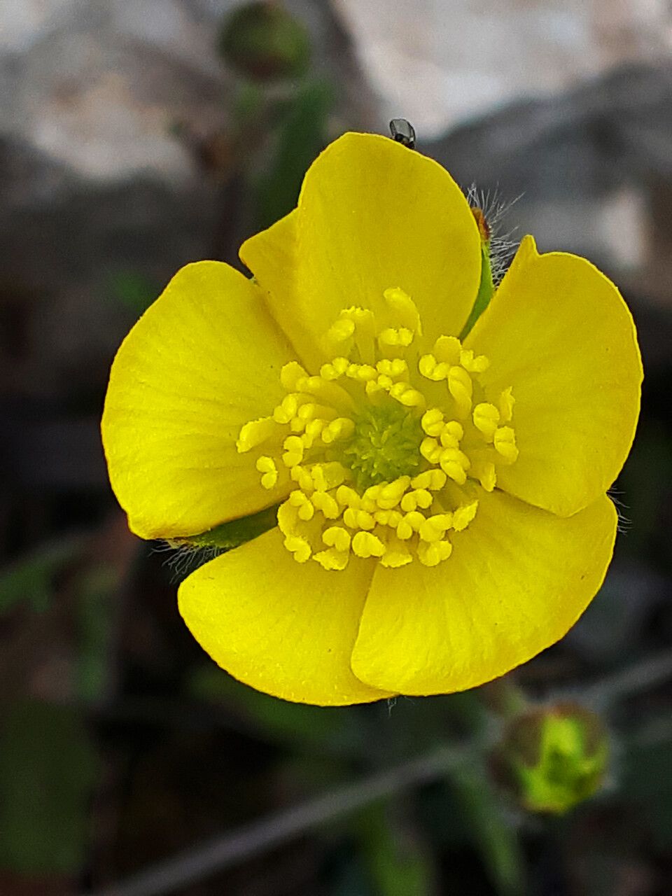 Ranunculus sprunerianus flower
