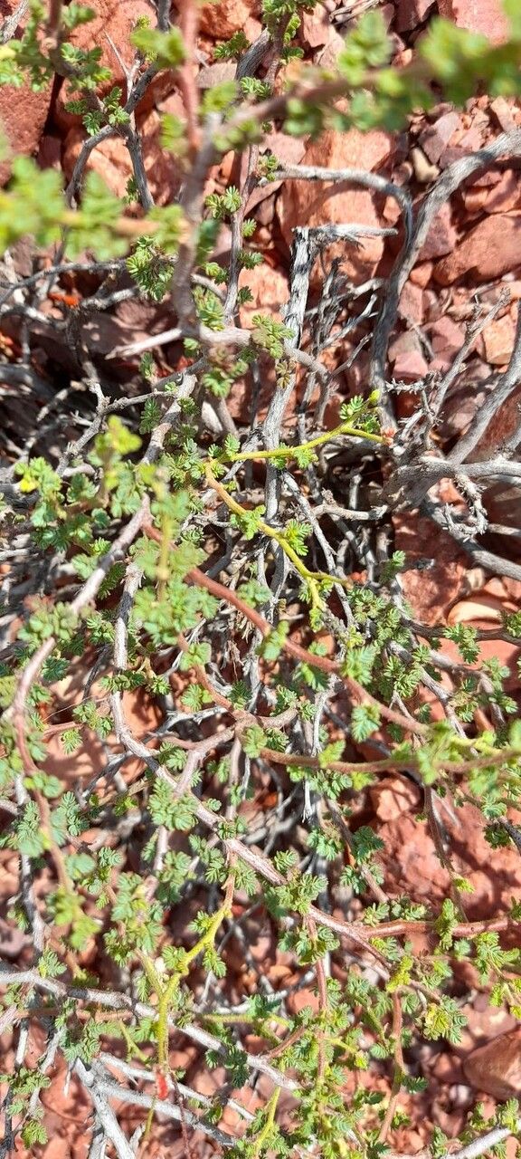 Caesalpinia trichocarpa habit