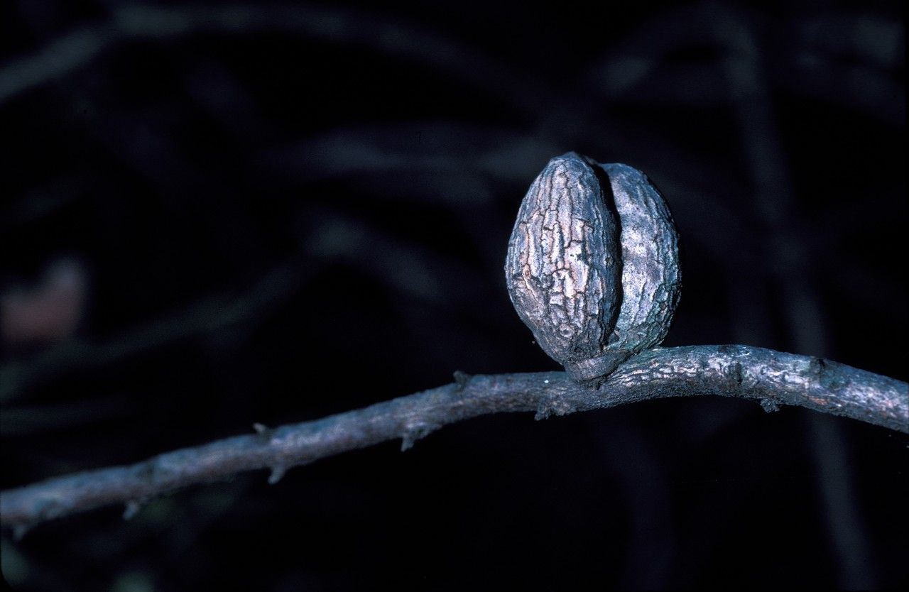 Hakea mitchellii — search result for 'Hakea'