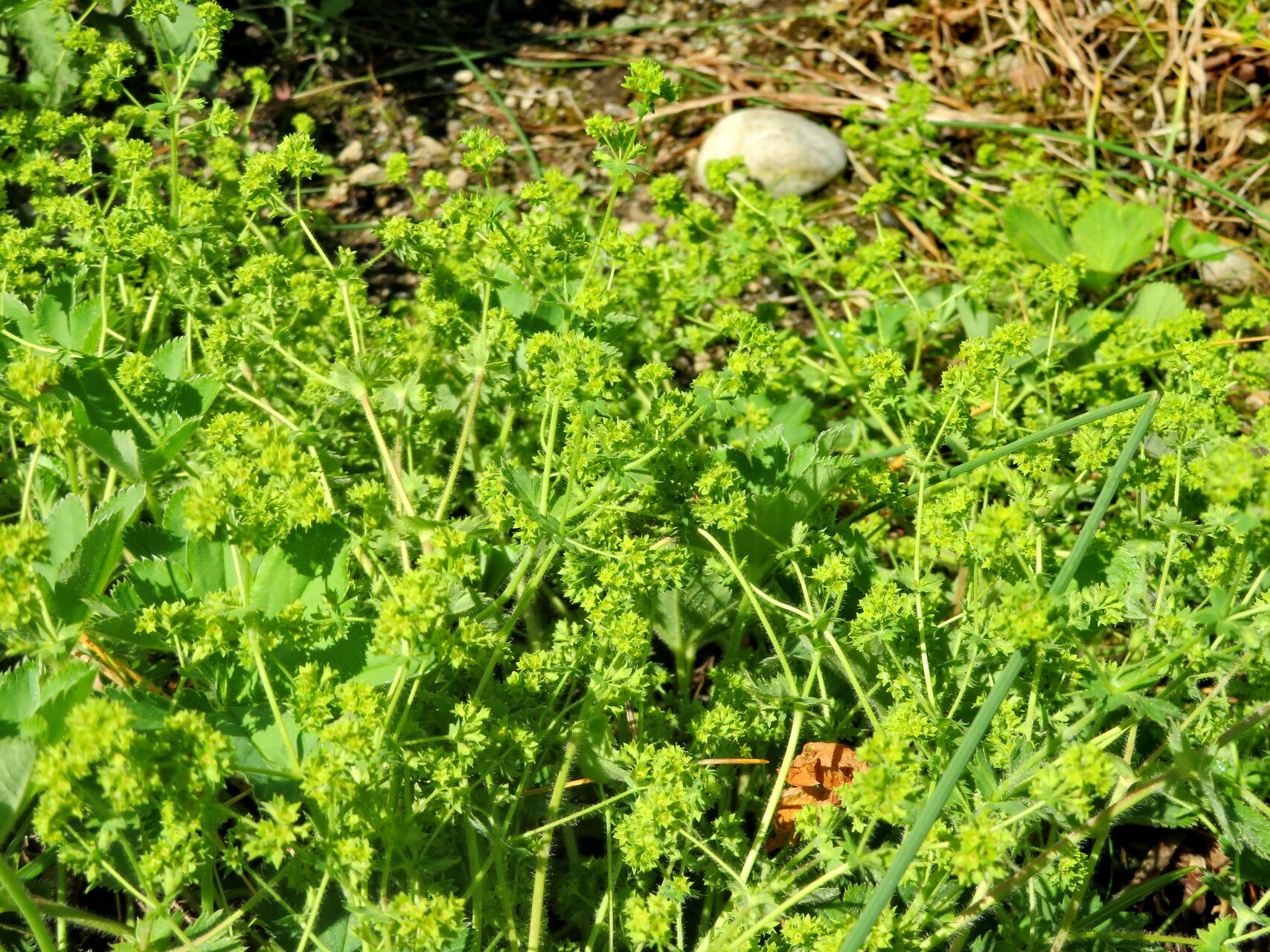 Alchemilla languida habit