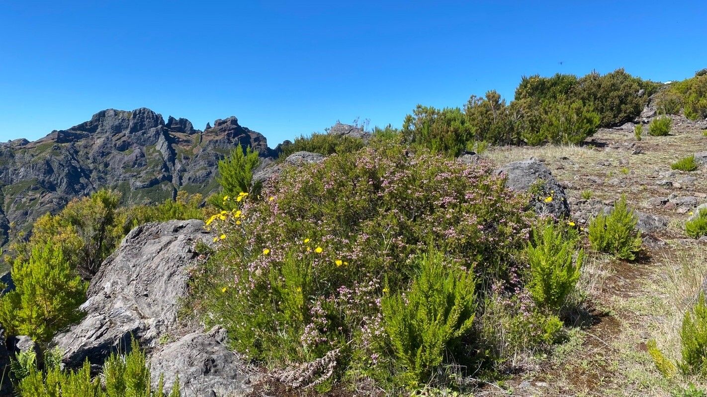 Erica maderensis habit