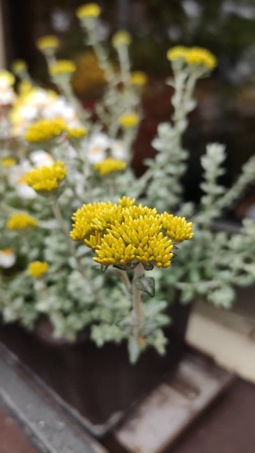 Helichrysum cymosum flower