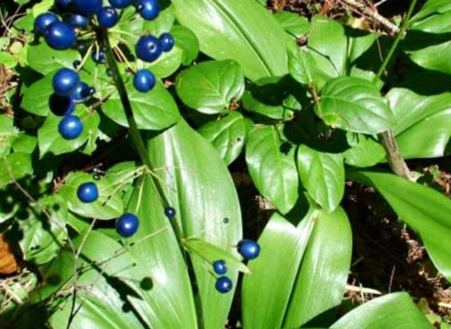 Clintonia andrewsiana fruit