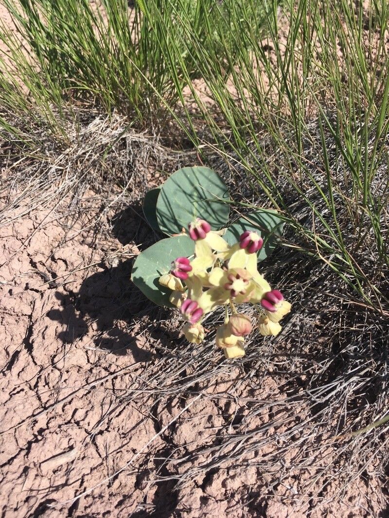 Asclepias cryptoceras flower