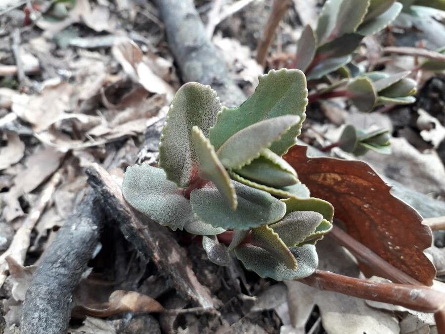 Kalanchoe lateritia leaf