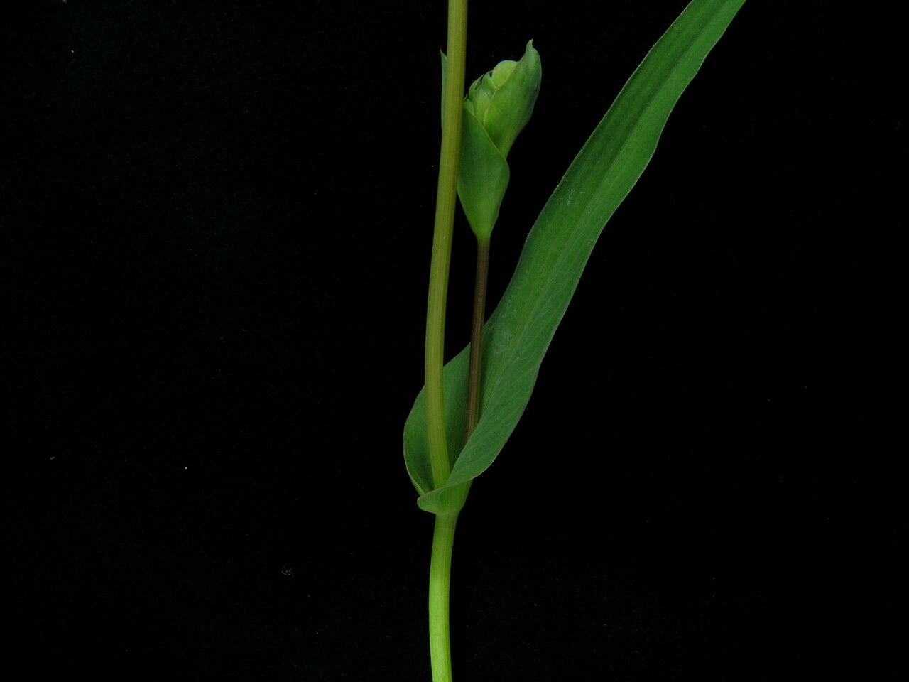 Bupleurum rupestre habit