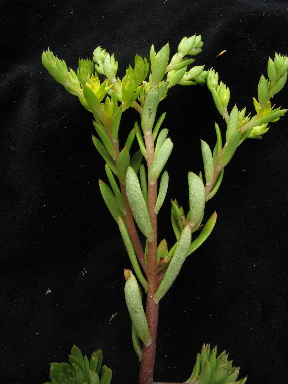 Sedum multicaule — houseplant care guide