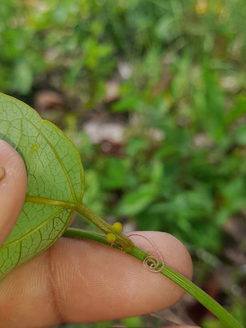 Passiflora auriculata other