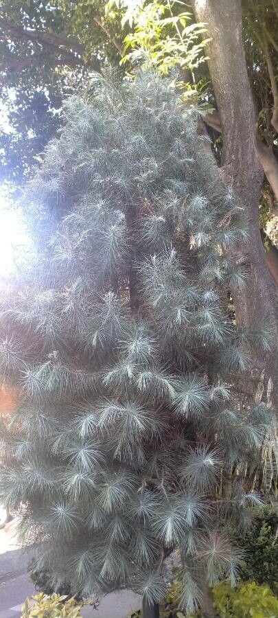 Pinus maximartinezii leaf