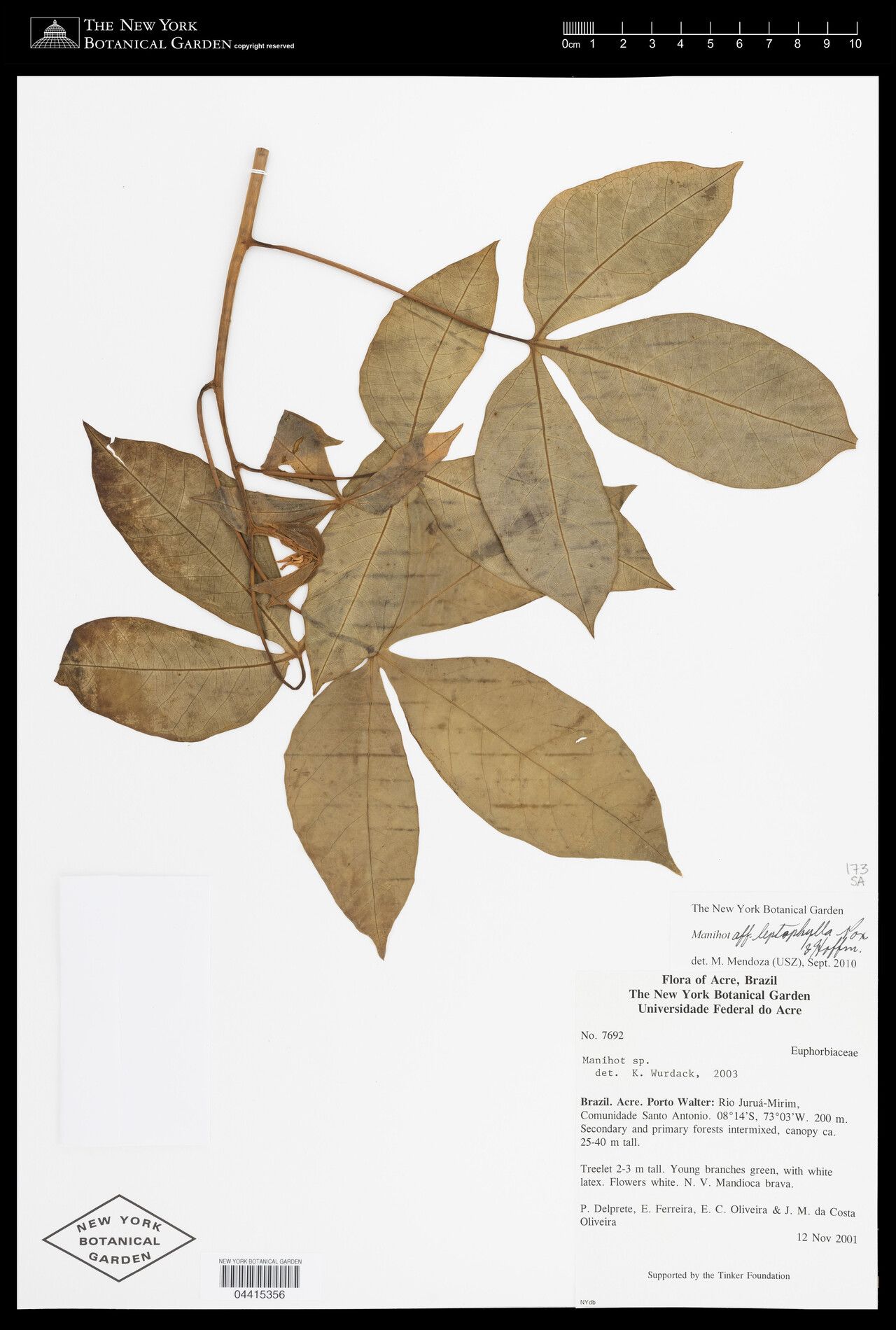 Manihot leptophylla — houseplant care guide