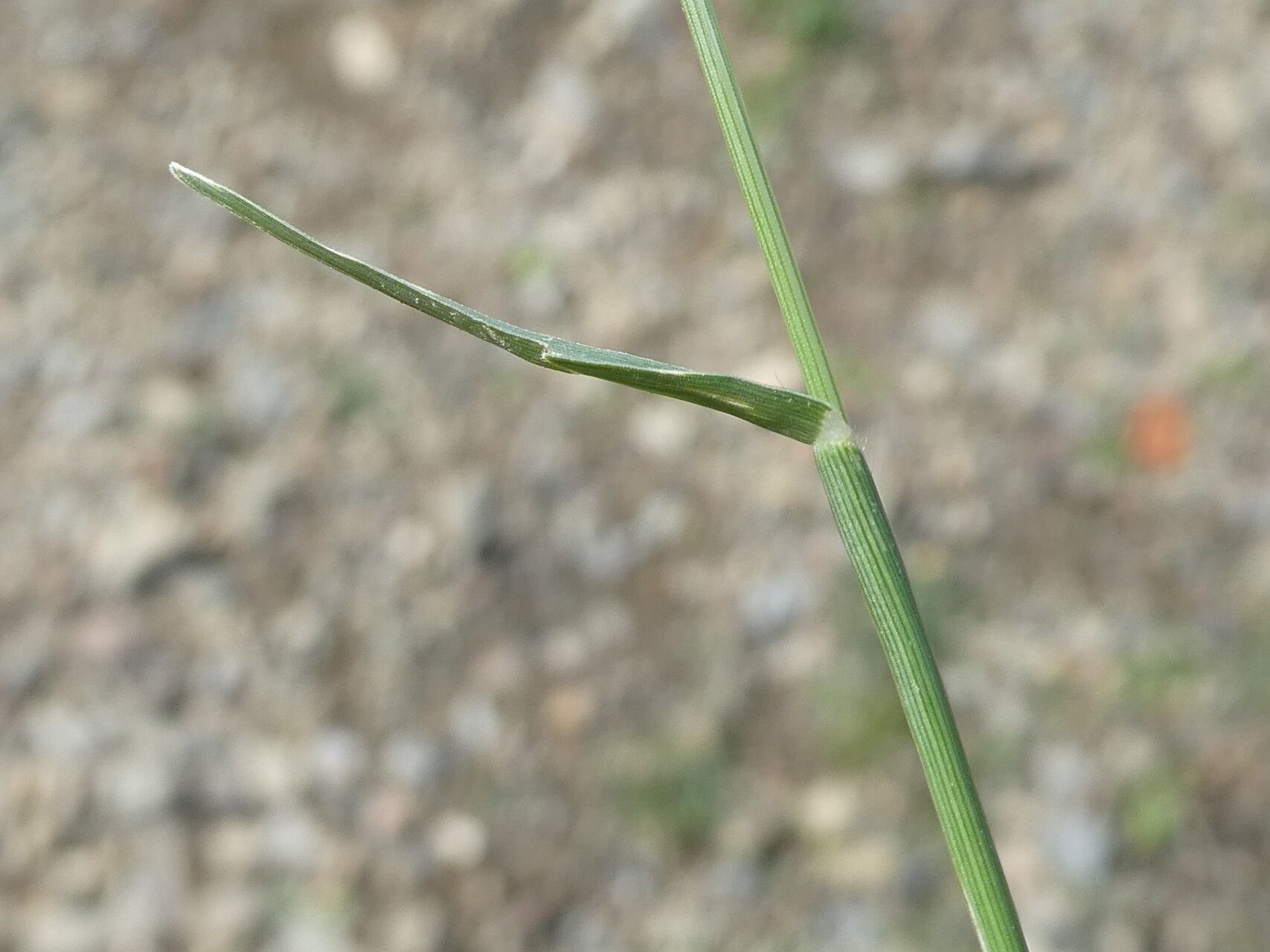 Eleusine tristachya leaf