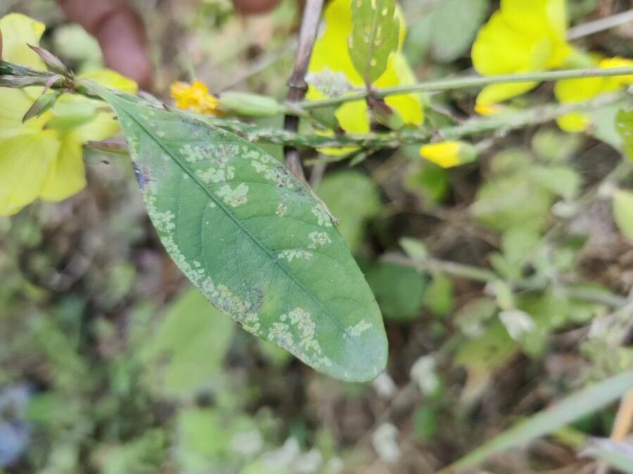 Reinwardtia indica leaf