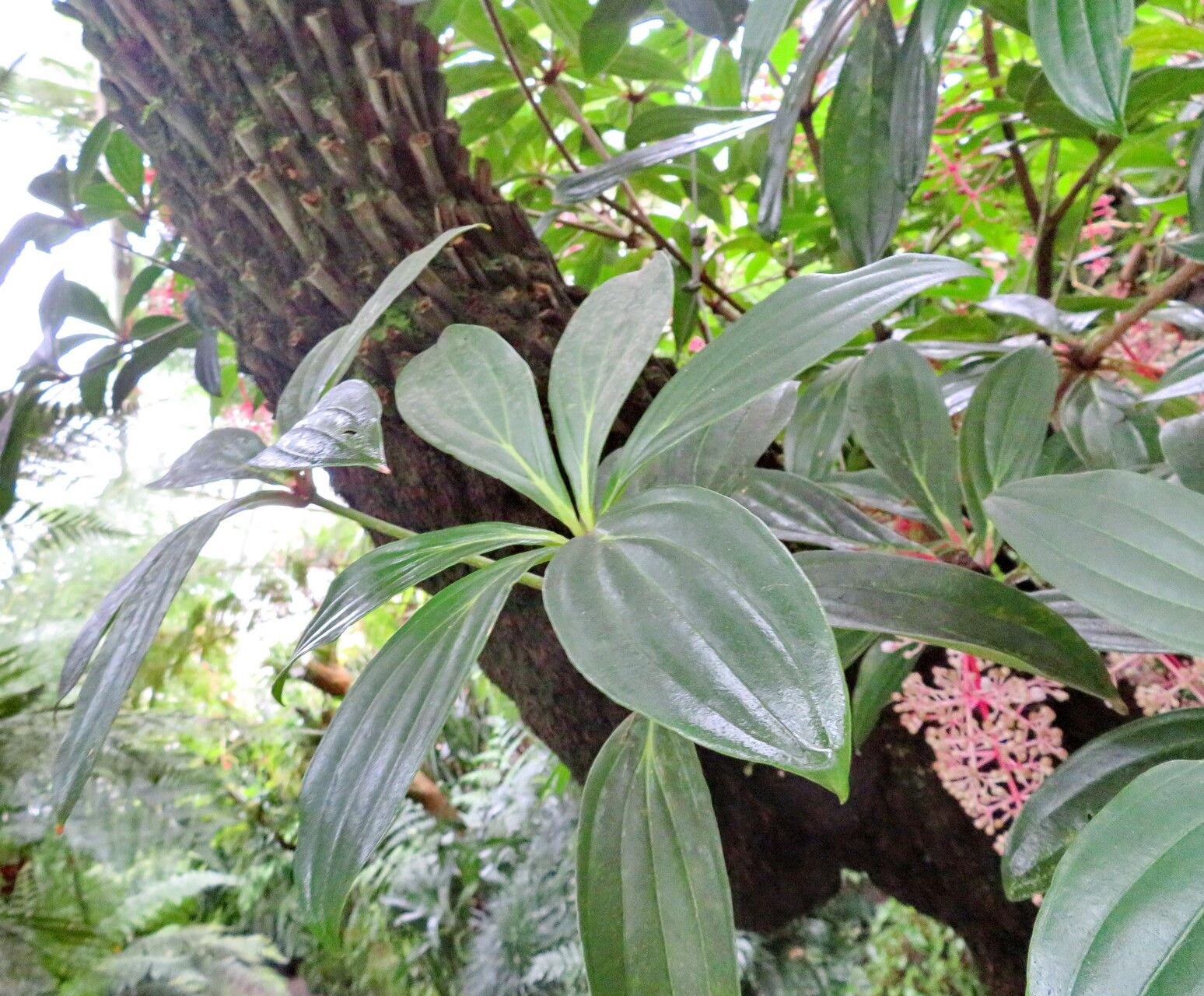 Medinilla pendula — search result for 'Medinilla'