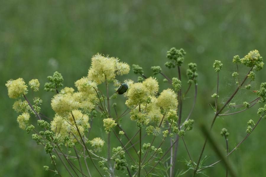 Thalictrum flavum flower
