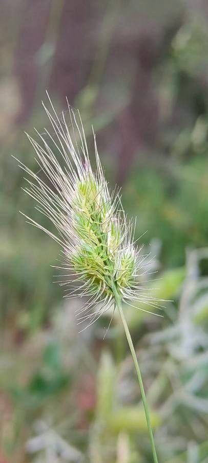 Cynosurus echinatus flower
