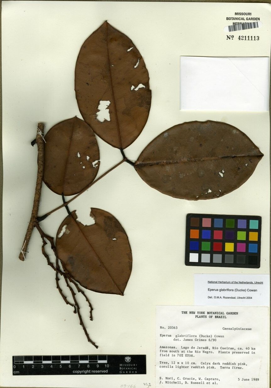 Eperua glabriflora other