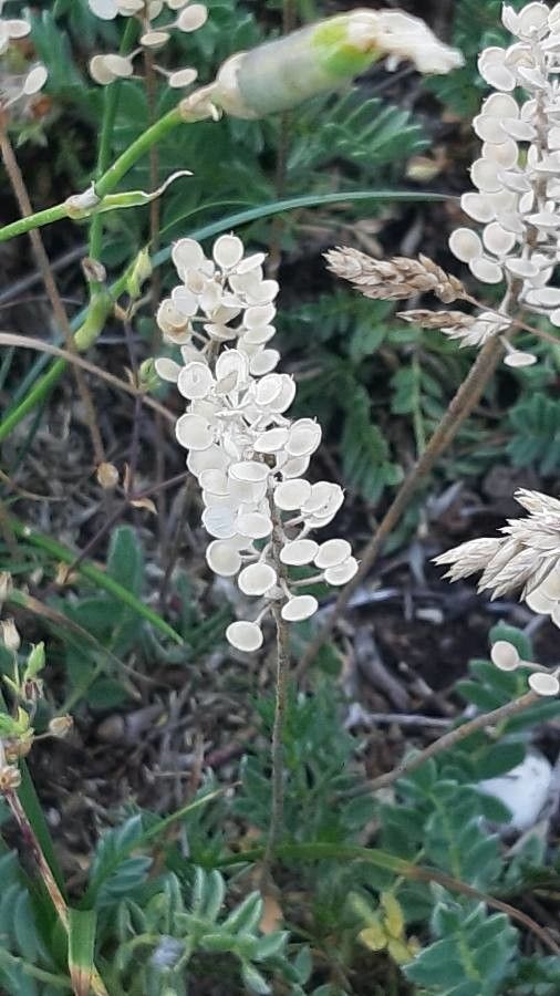 Lepidium lasiocarpum flower