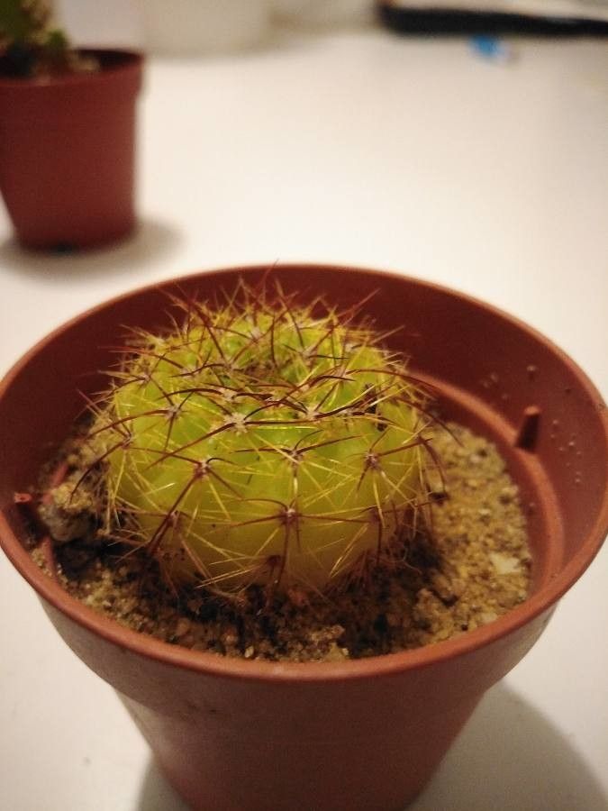 Melocactus ernestii bark