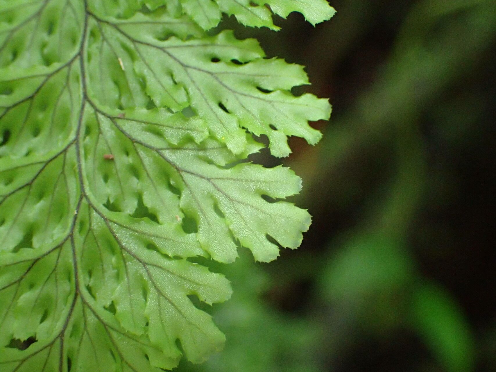 Hymenophyllum fucoides leaf