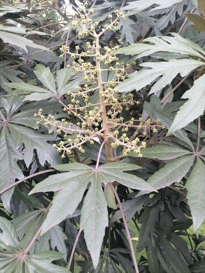 Oreopanax incisus leaf