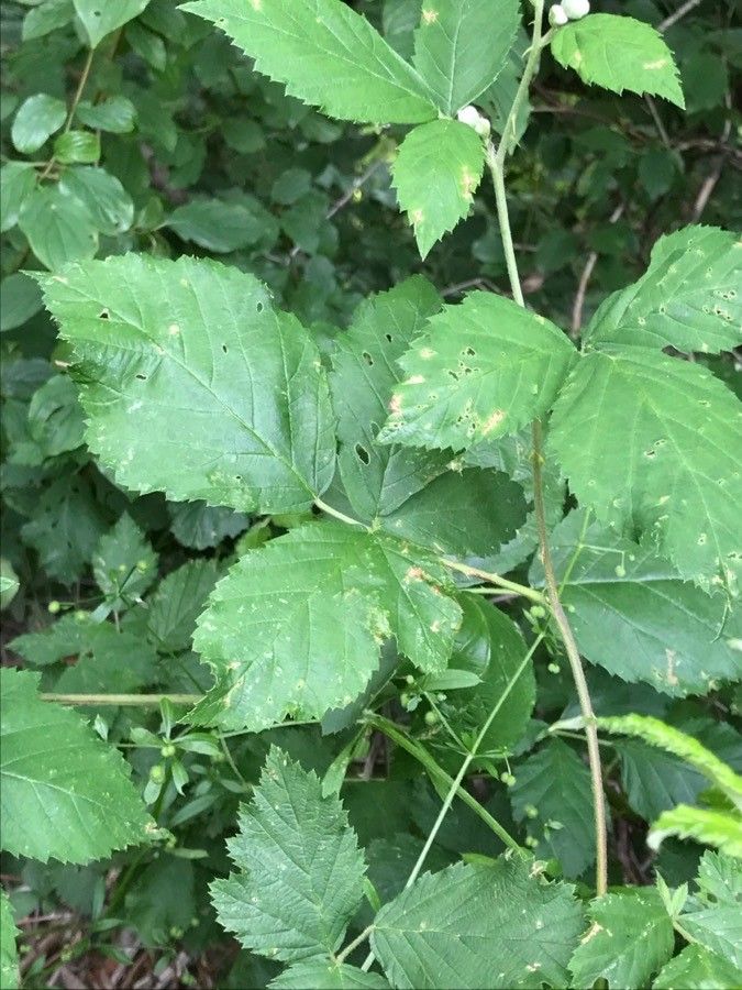 Rubus imbricatus — search result for 'Rubus'