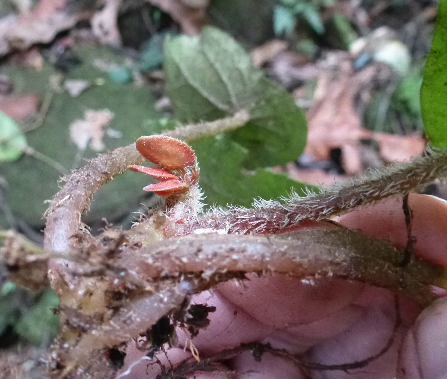 Begonia mildbraedii bark