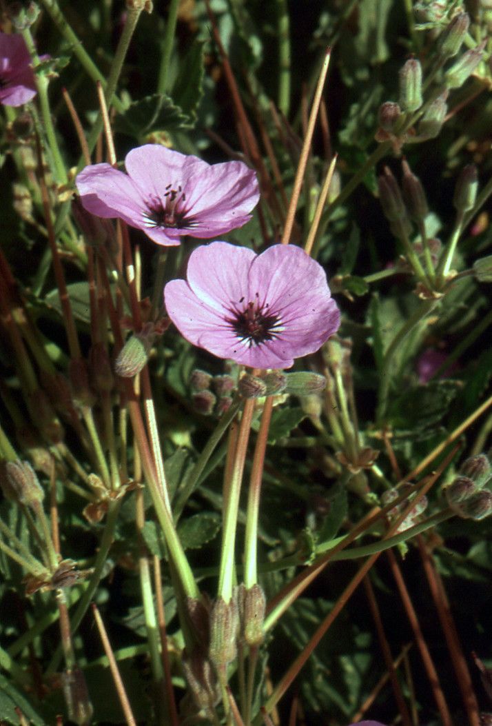 Erodium arborescens flower