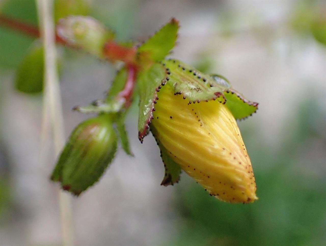 Hypericum nummularium fruit