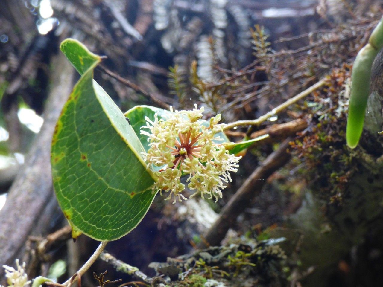 Smilax anceps flower