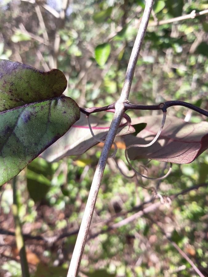 Bignonia capreolata bark
