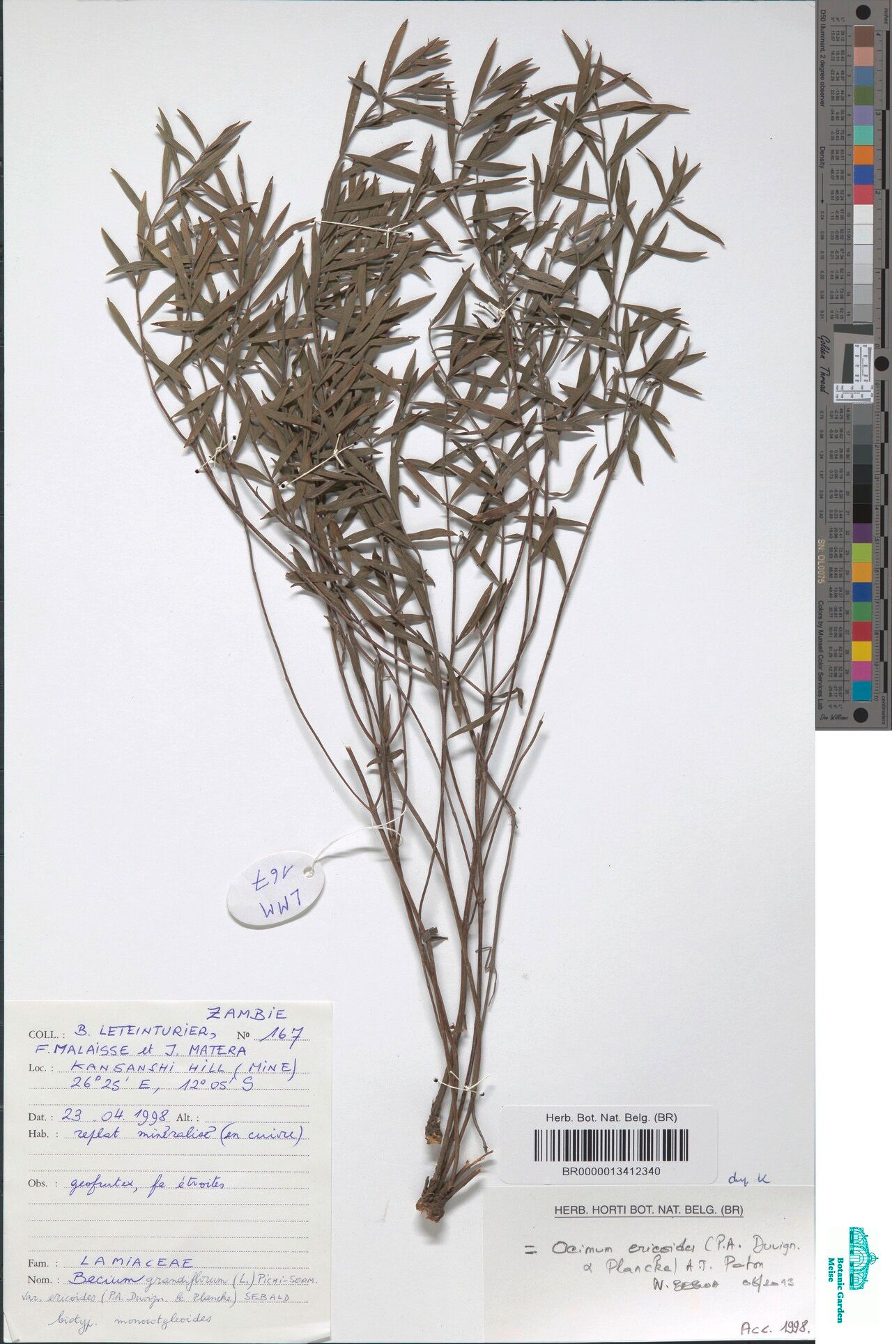 Ocimum ericoides other