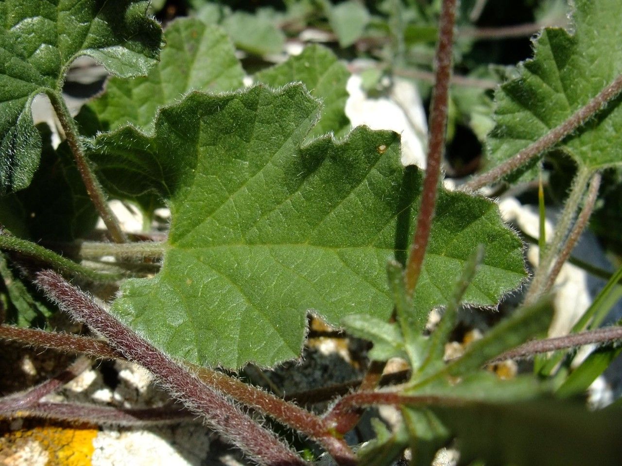 Convolvulus thunbergii — search result for 'Convolvulus'