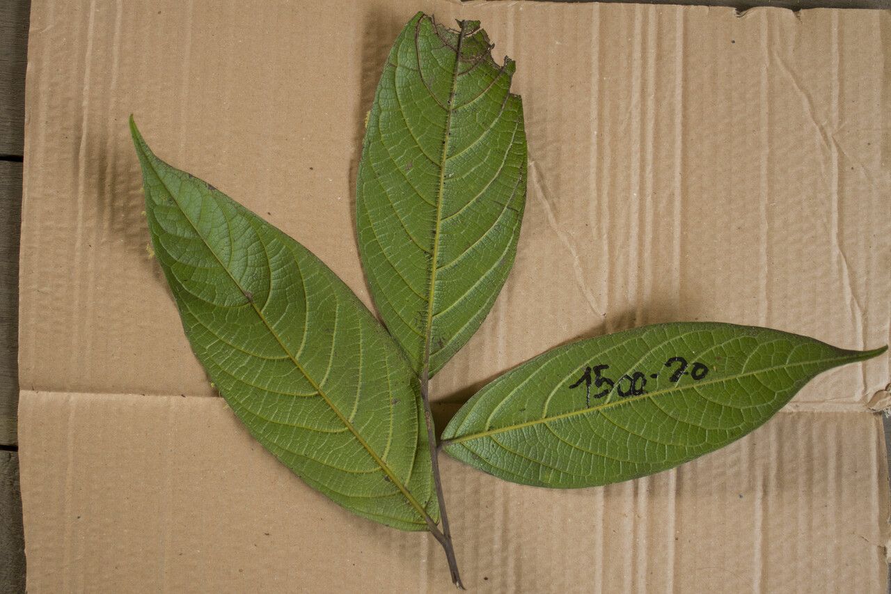 Ocotea nigra — search result for 'Ocotea'