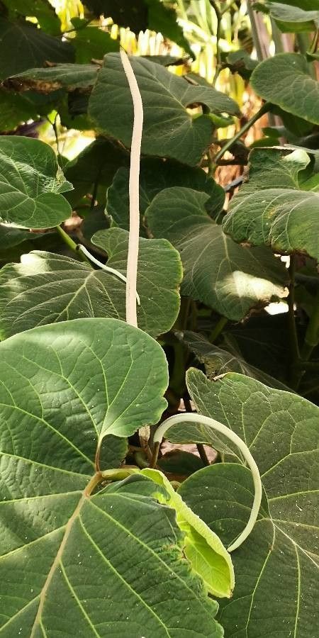 Piper methysticum flower